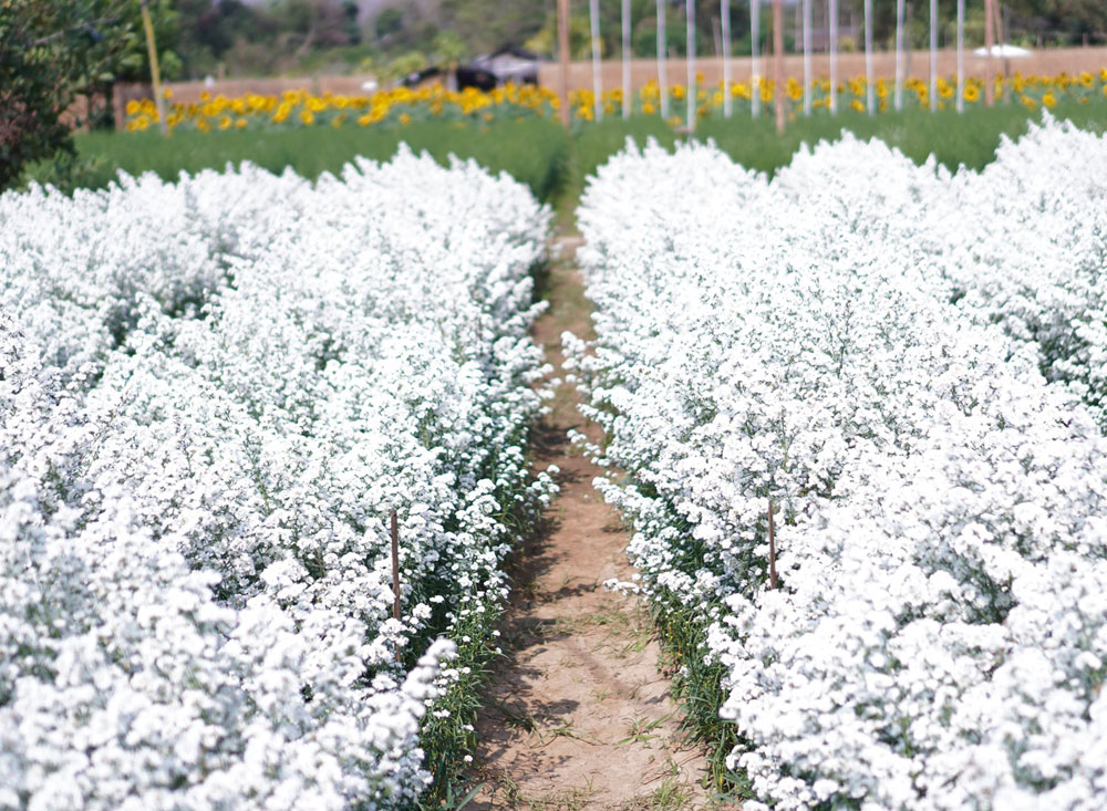 Into the Flower Chiang Mai