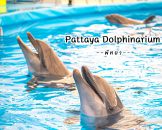 Pattaya-Dolphinarium