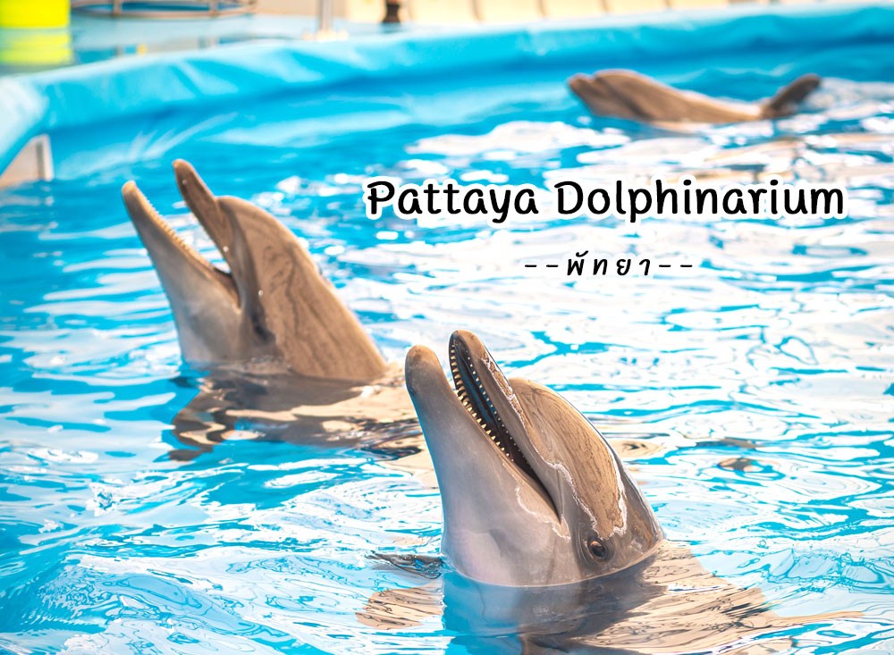 Pattaya-Dolphinarium