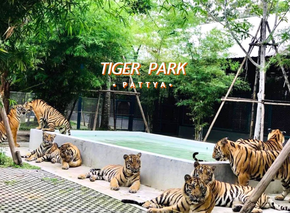 Tiger-Park-pattaya