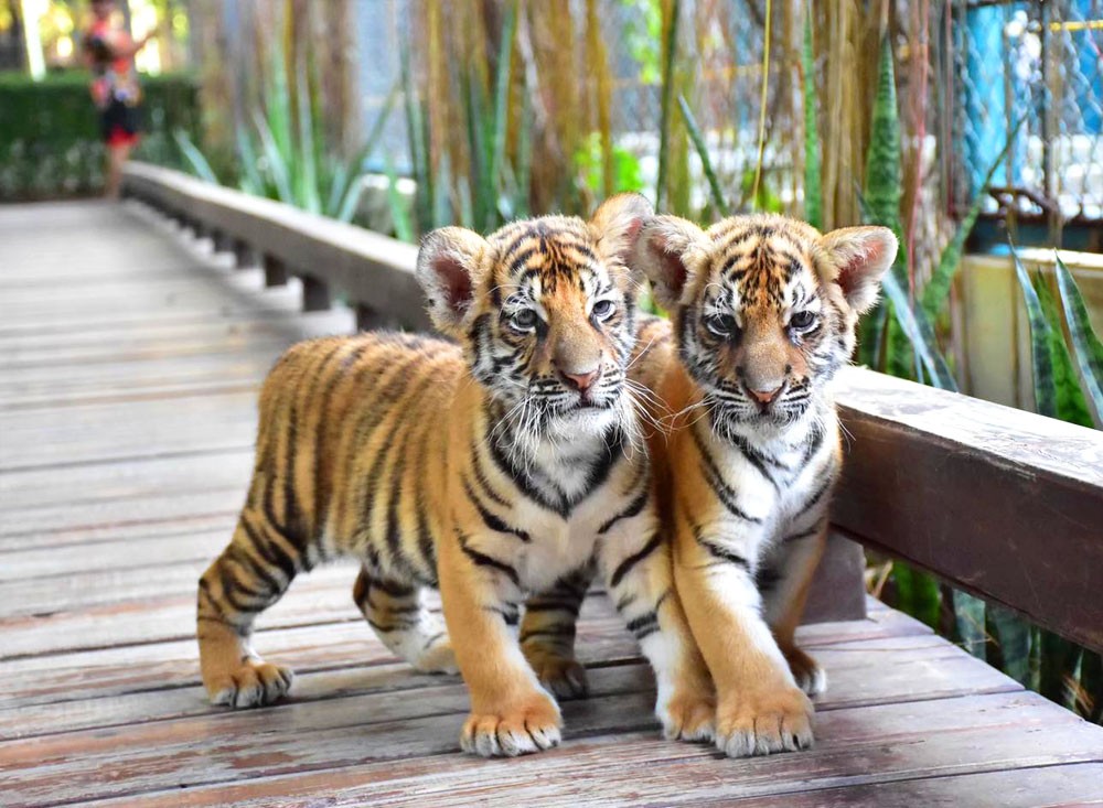 Tiger-Park-pattaya