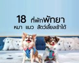 top-pet-friendly-hotel-pattaya