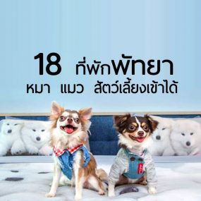 top-pet-friendly-hotel-pattaya