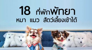 top-pet-friendly-hotel-pattaya