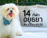 hotels-ayutthaya-pets-friendly