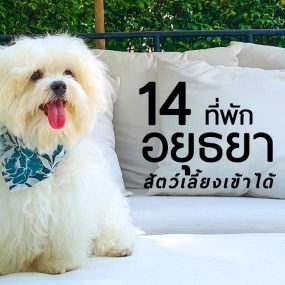 hotels-ayutthaya-pets-friendly