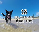 pets-friendly-hotels-hauhin-chaam