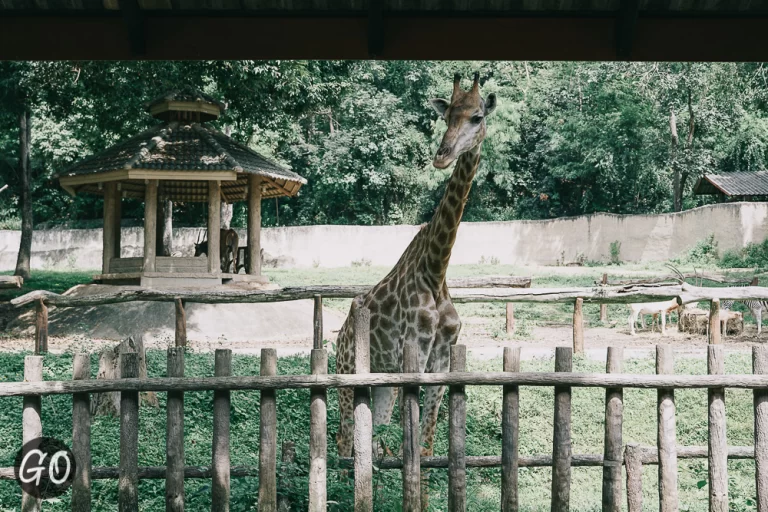 Review image of Chiang Mai Zoo 
