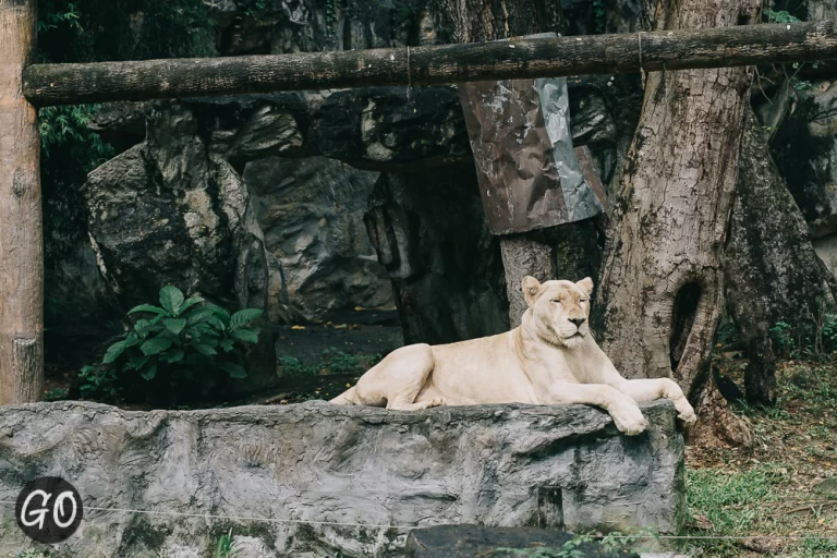 Review image of Chiang Mai Zoo 
