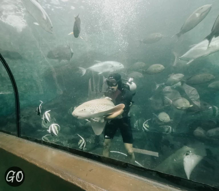 Review image of Phuket Aquarium 